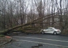 24 Hour Emergency Tree Removal