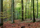 Commercial Forestry Woodland Services