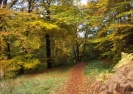 Forestry Services & Woodland Management