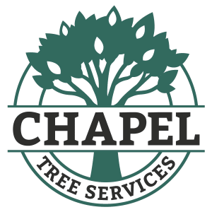 Chapel Tree logo - full colour, Transparent background