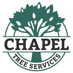 Chapel tree full colour favicon