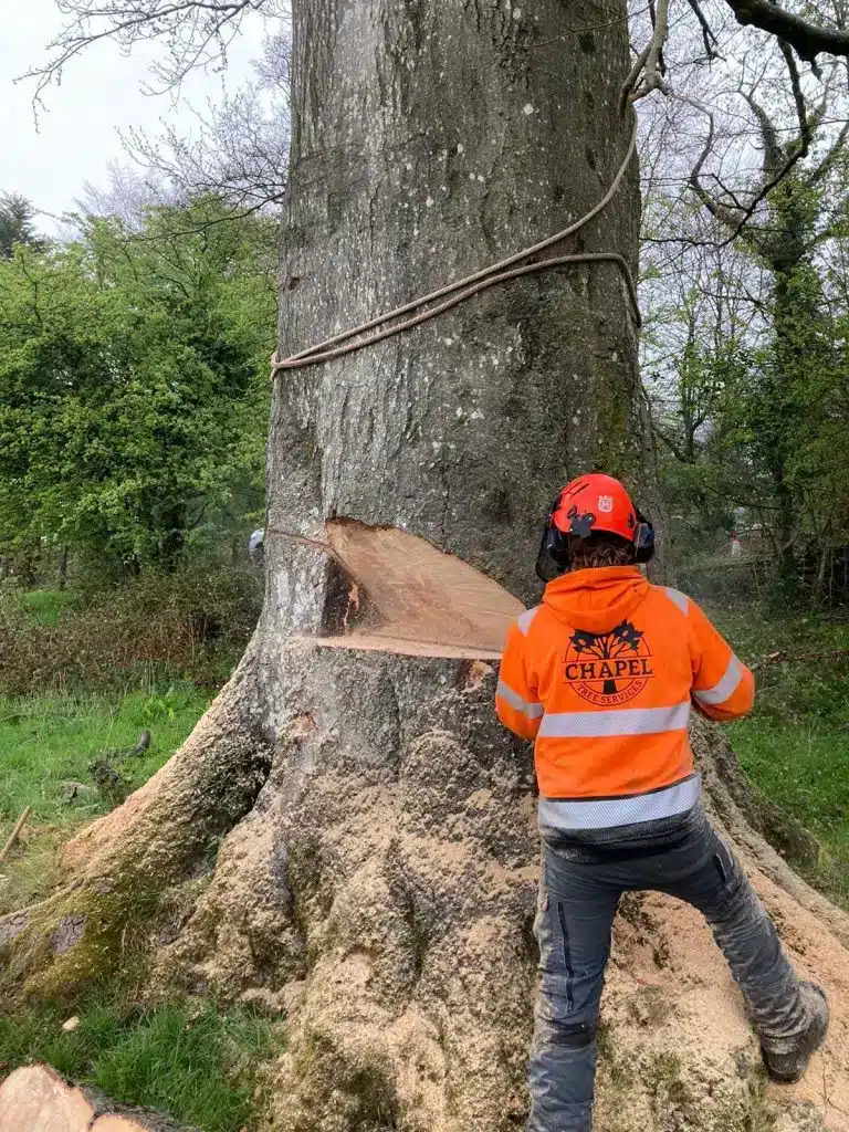 Commerical tree cutting - tree felling preparation