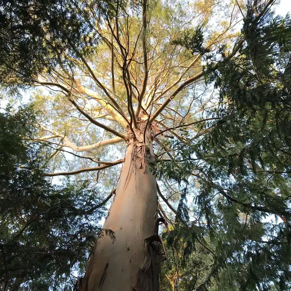 Tree - looking up into tree tops