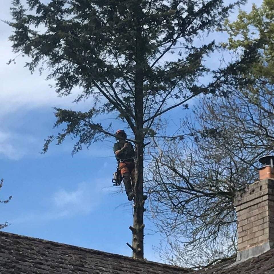 Tree Services Near Me Chapel Tree Services
