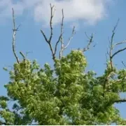 Ash-die-back-300x180 Top of tree image