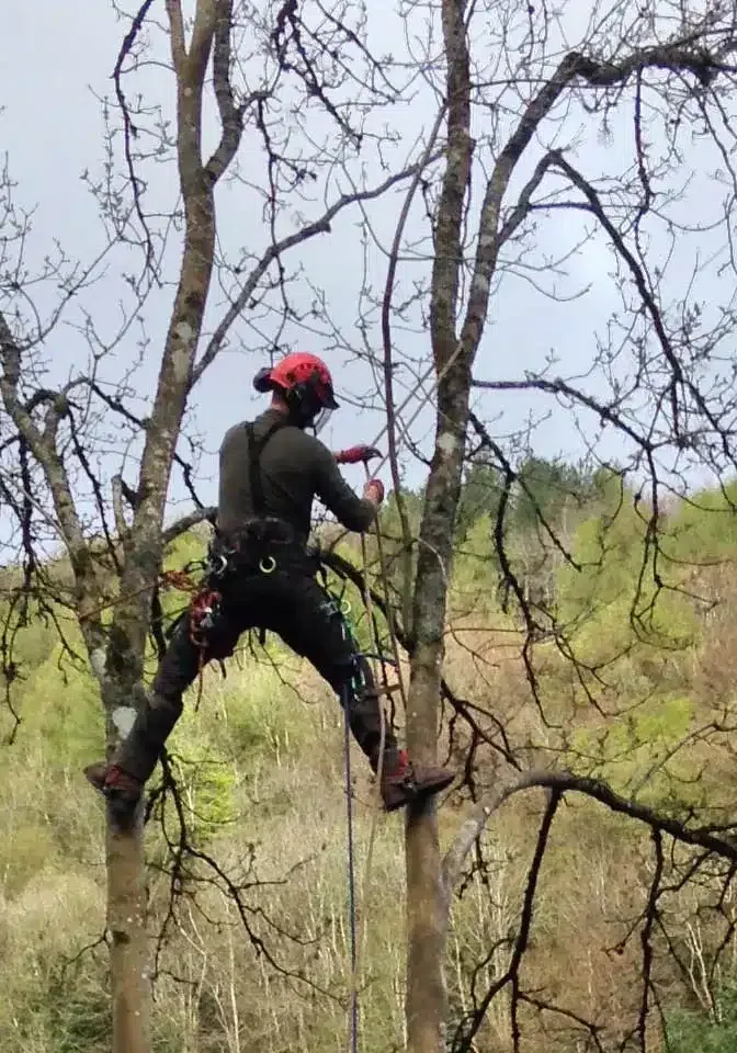 Man up tree working on ropes