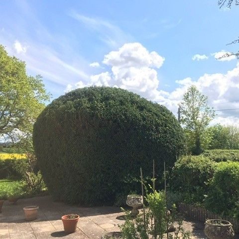 Clean up post tree work - local garden with large rounded bush
