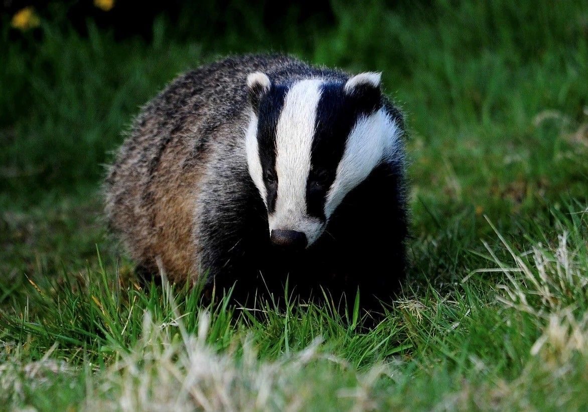Environmental and Habitats Commitment - badger