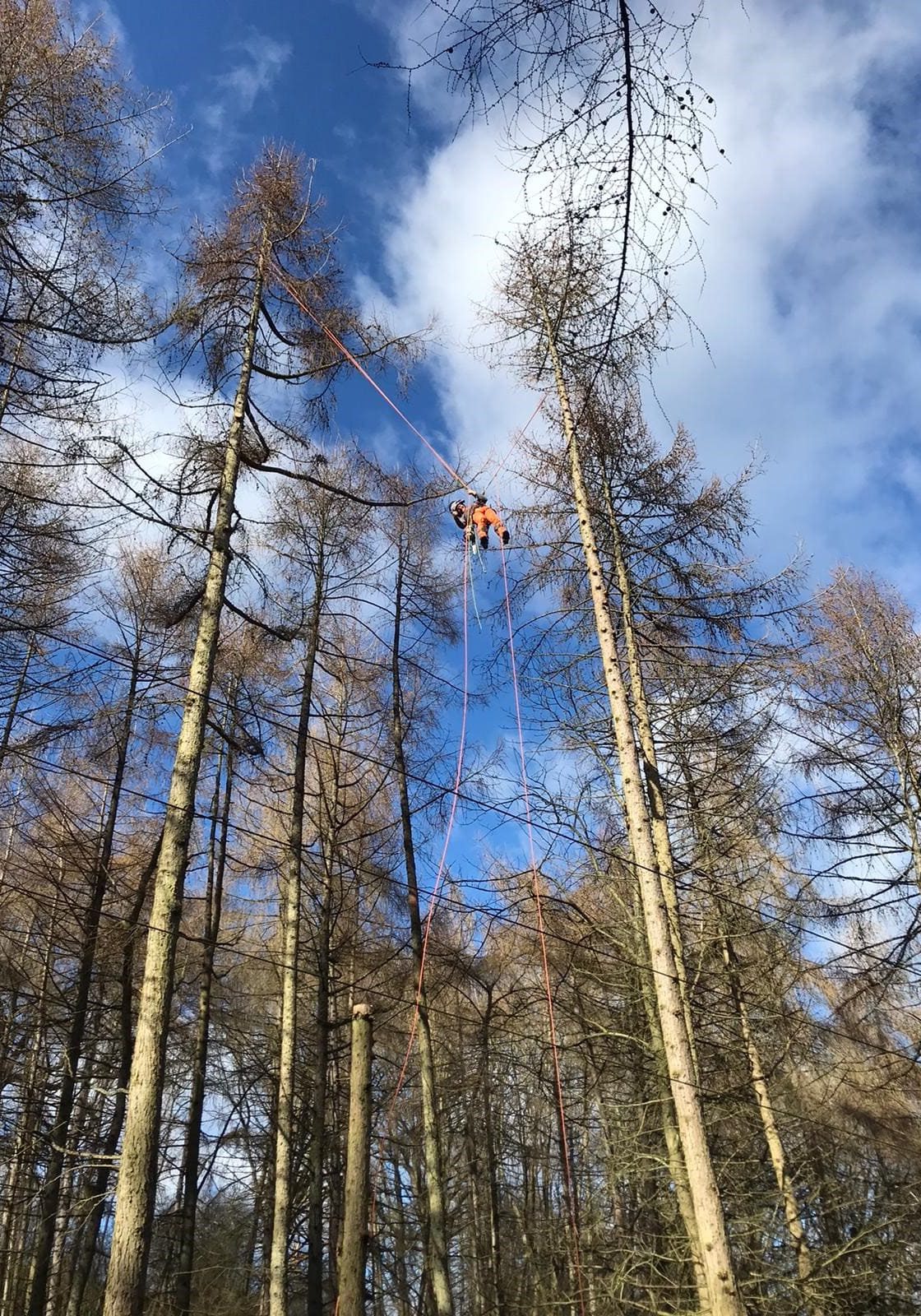 Tree top work on ropes