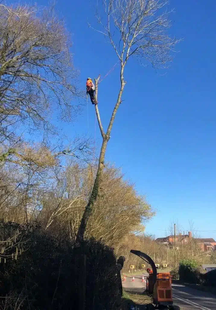 Residential tree top work, tree pruning on roadside