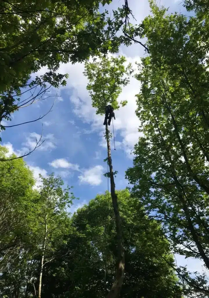 Treeland work - tree tops on ropes
