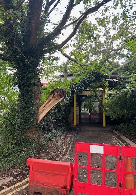 Local Emergency Tree Care