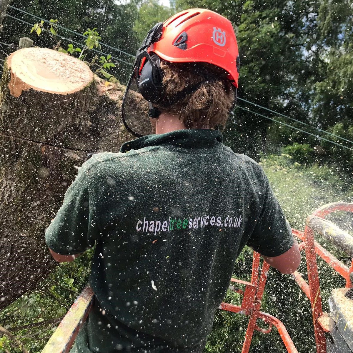 Stump grinding at Chapel Tree Services