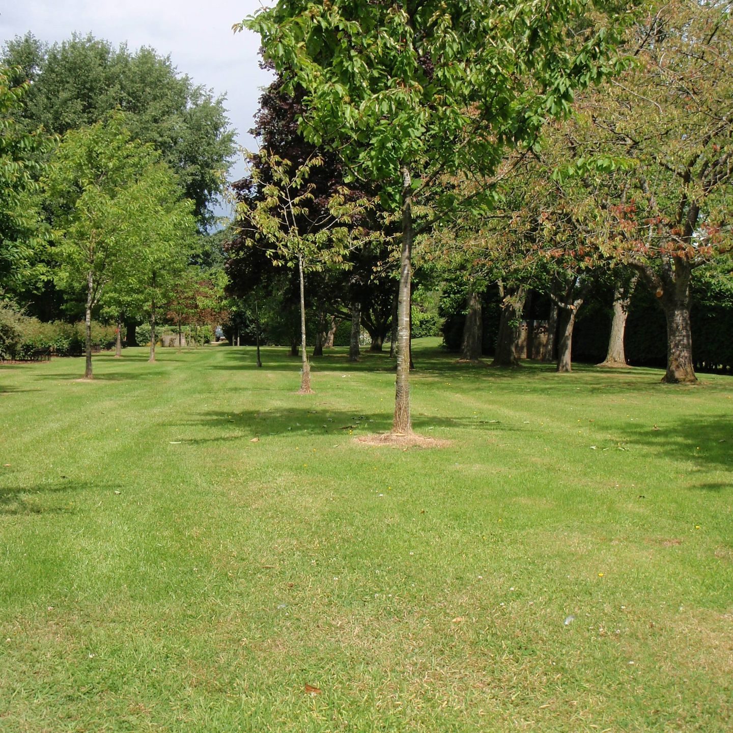 Stump grinding - page 3 Stump grinding - re-growth following stump removal