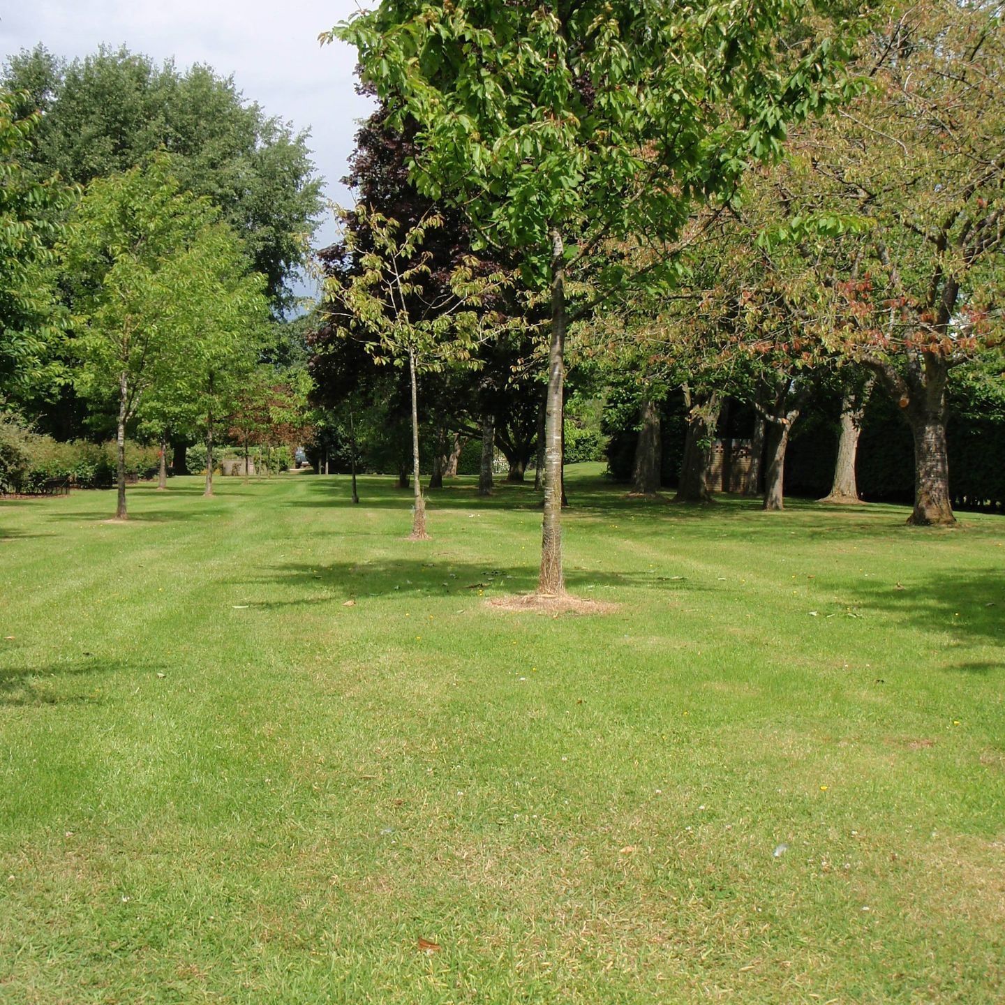 Stump grinding - re-growth following stump removal