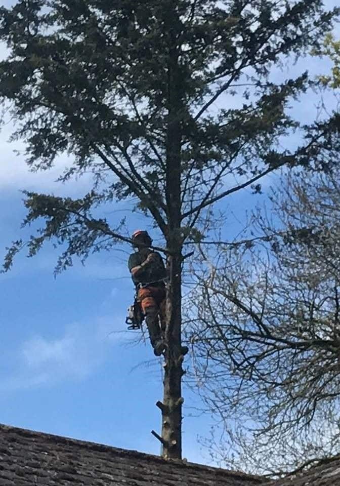 Tree cutting with blue skies