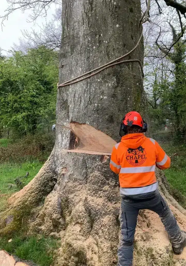 Tree Felling Services