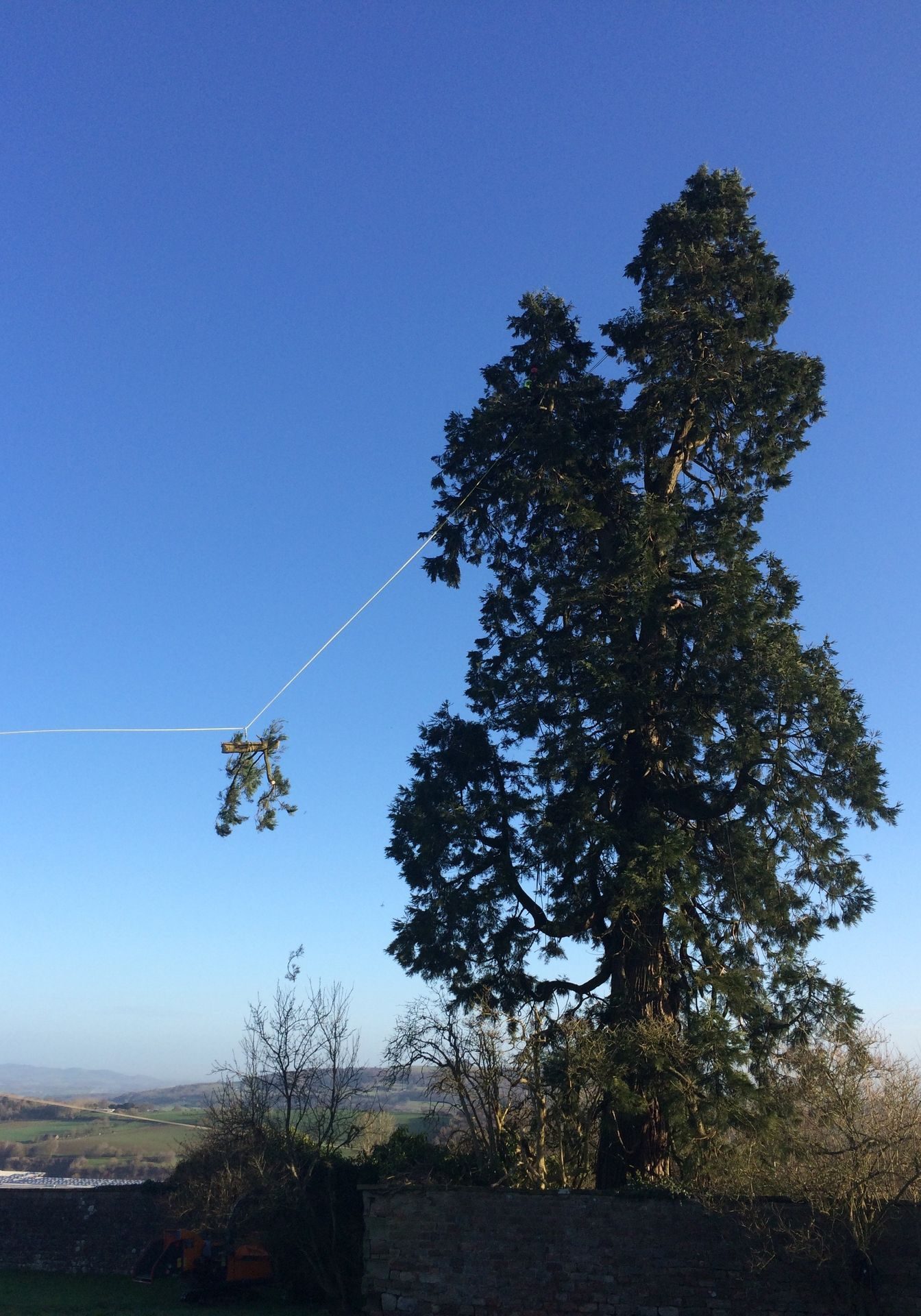 Tree Felling from height