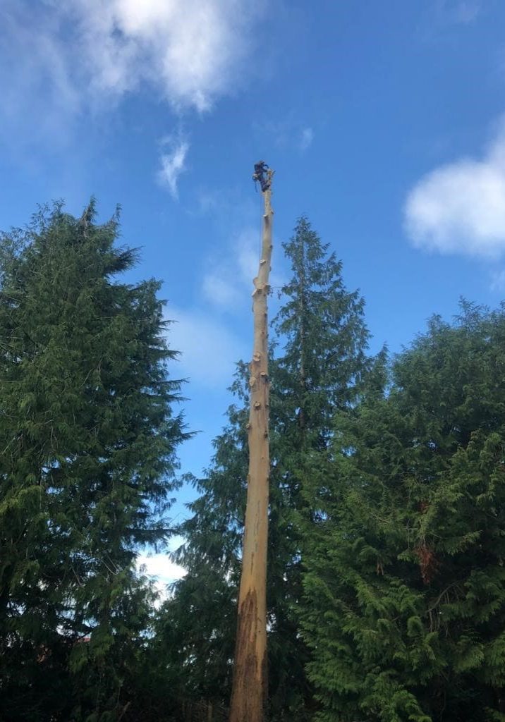 Tree pruning at height