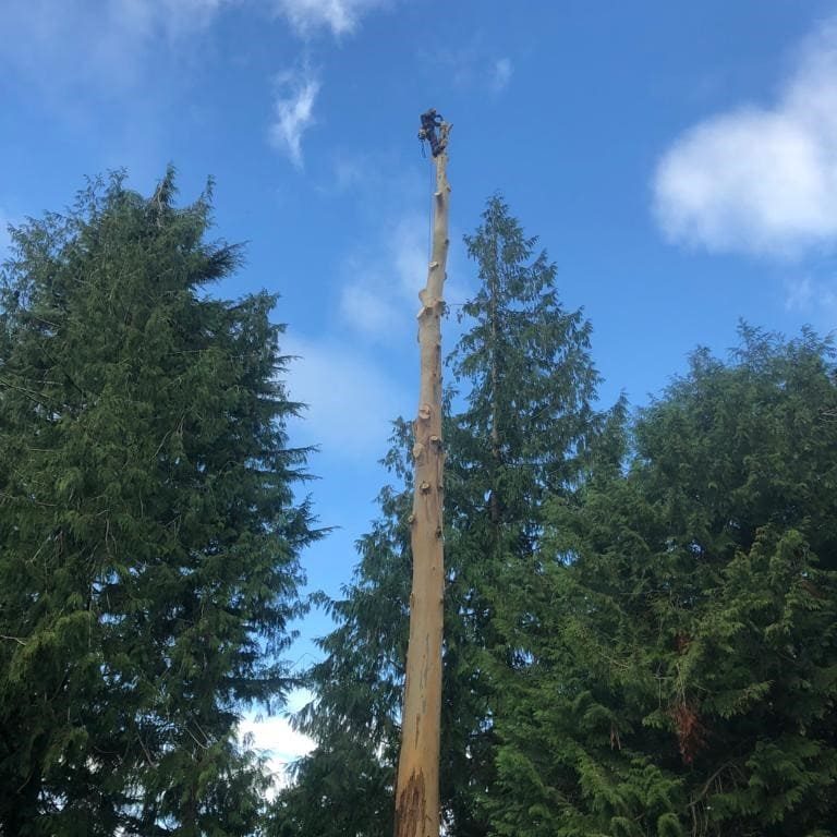 Tree services by chapel tree Tree pruning at height