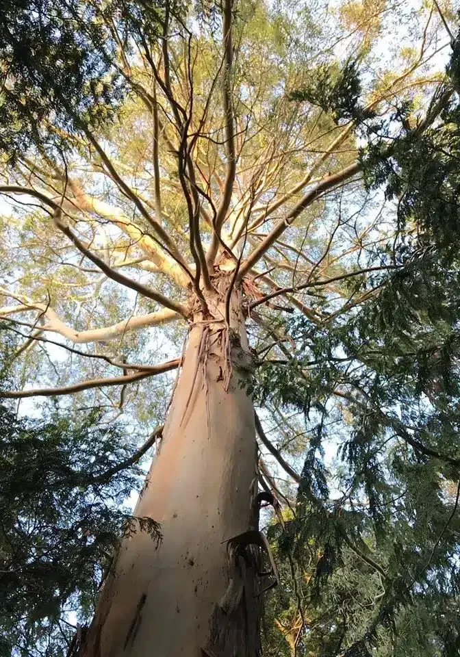 Tree - looking up into tree tops