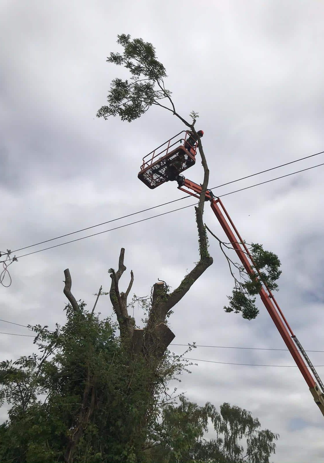 Windy Winter Pruning Windy Winter Pruning