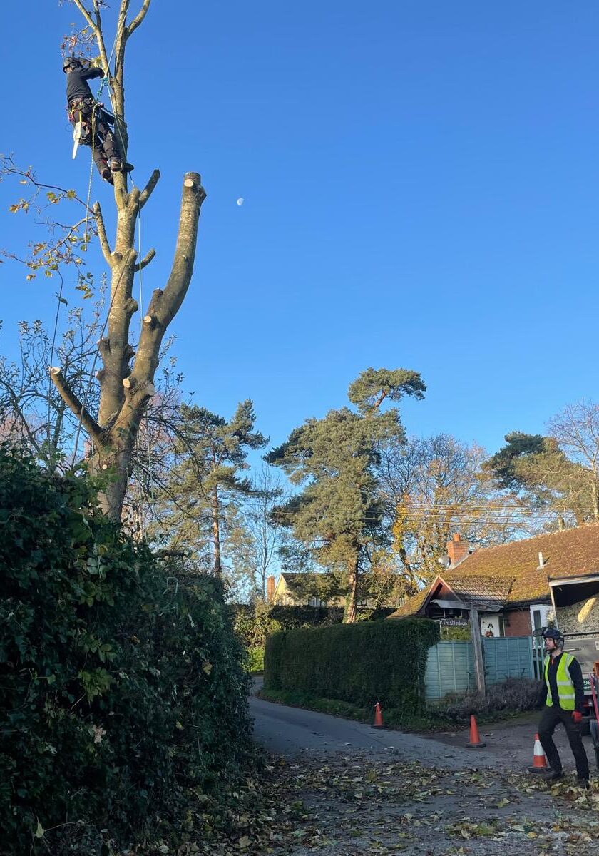 Work-With-Us-Tree-Cut