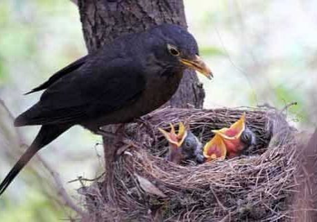 Bird Nesting