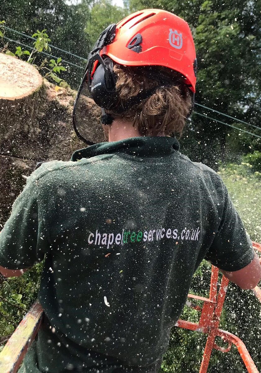 stump-grinding-work-with-us